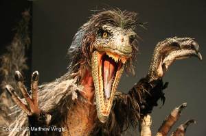 Think Velociraptors were like Jurassic Park? Think again. They were about the size of a large turkey...and looked like this...