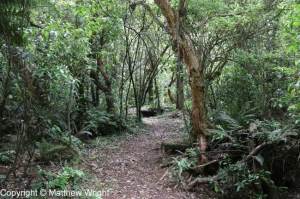 Podocarp forest near Puketitiri, inland Hawke's Bay, New Zealand
